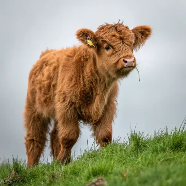 Mini Highland Calf - Red