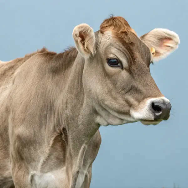 Adopt Mini Highland Calf - Highlander